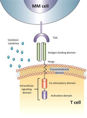 Chimeric antigen receptor T-cell therapy for multiple myeloma